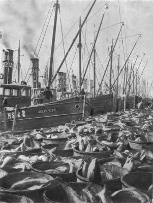 Yarmouth drifters landing their catch c1936