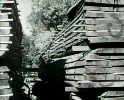 Photo of cut and stacked tree trunks in about 1942
